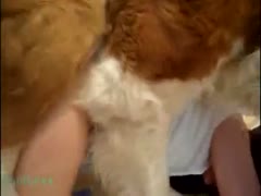 Petite and gorgeous teenage trollop exposing herself for romp with a K9 in this animal sex scene 